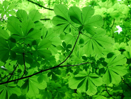 Green leaves of a horse chestnut tree in spring timeの写真素材