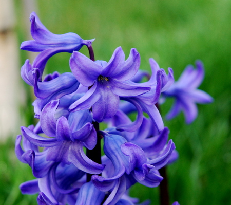 Blue hyacinth flower in spring timeの写真素材