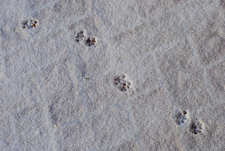 Cat footprints in a white snowの写真素材