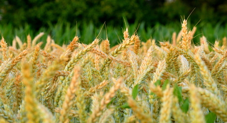 A detail picture of a wheat filed in early summerの写真素材