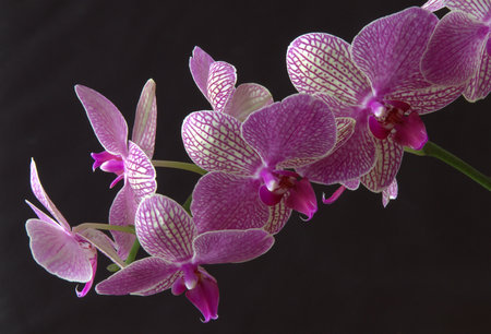 Pink fresh orchid with dark backgroundの写真素材
