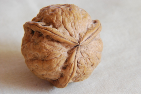Nut with an unusual symmetry patternの写真素材