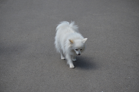 Soft on hard: white dog on grey backgroundの写真素材