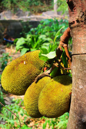 fruit in Thailand