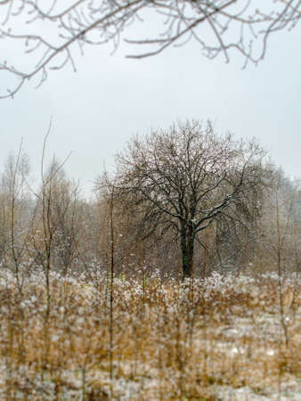 Tree in snowの写真素材
