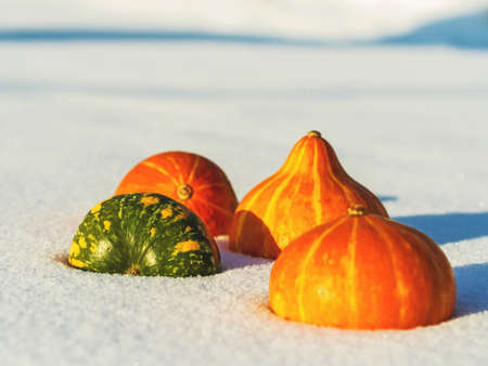 pumpkins in the snow on a sunny day