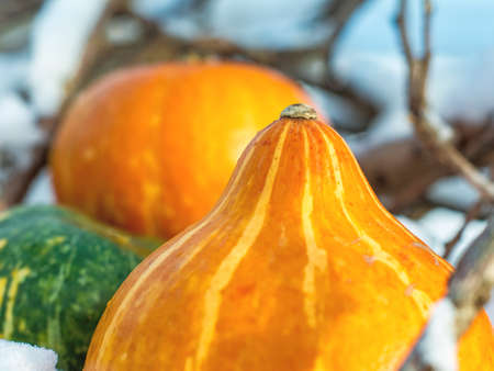 Closeup of outdoor pumpkins in the snowの写真素材