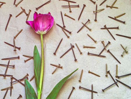 Gentle tulip lies on the paper surface. Around the flower in a chaotic order are the screws. An image for a man or fatherの写真素材