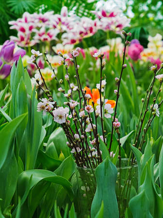 Flowers bloom on the branches of sakura