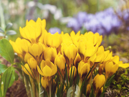 Beautiful yellow crocus growing in the flower meadow