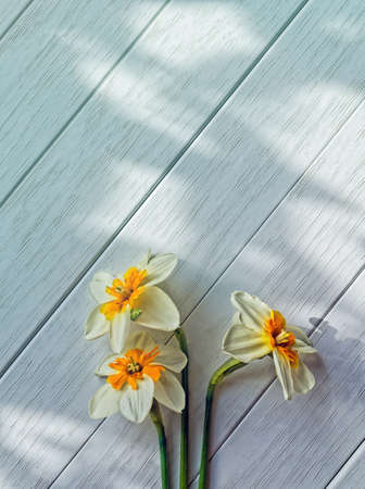Three daffodils on a light wooden backgroundの写真素材