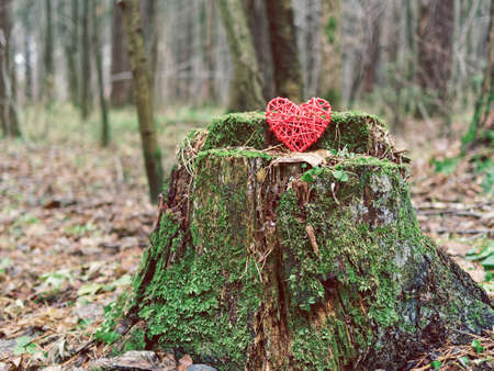 The red wicker heart is on the old stump with moss. Gloomy background for the day of all loversの写真素材