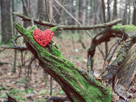 The red wicker heart is on an old snag covered with green moss. Around is an autumn or winter gloomy forest. Background for Valentine's Day, the concept of showing the problems of ecologyの写真素材