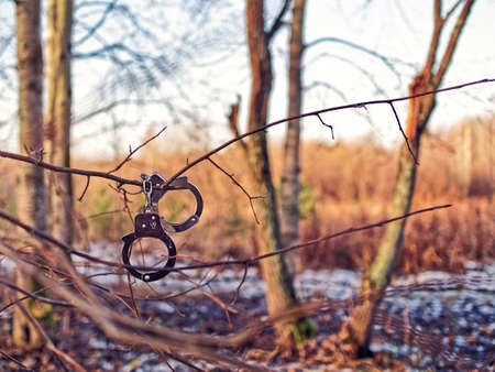 Steel handcuffs hang on a tree branch without leaves. Behind is a winter or autumn forest. Image of the capture of a runaway criminalの写真素材