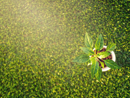 A small seedling of pepper grows in a white plastic glass against a background of green grass