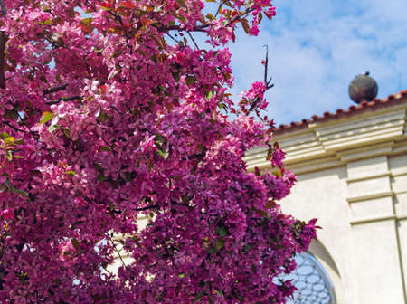 Blossoming tree in a spring park. Beautiful spring backgroundの写真素材