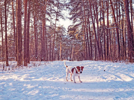 Puppy of jack russell terrier walks in a winter pine forest and looks playfully at the path