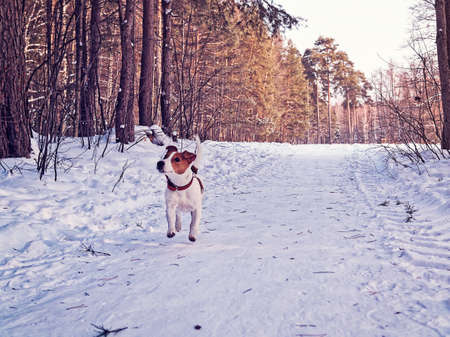 Cheerful puppy of Jack Russell Terrier runs along the trail in the winter pine forestの写真素材