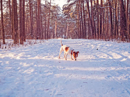 A puppy of the jack russell terrier walks in the winter pine forest and sniffs a trail on the trailの写真素材