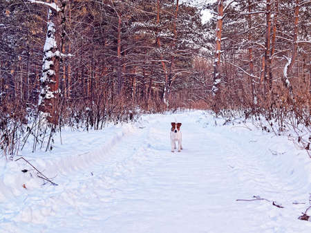 Puppy of jack russell terrier walks in a winter pine forest and looks playfully at the pathの写真素材