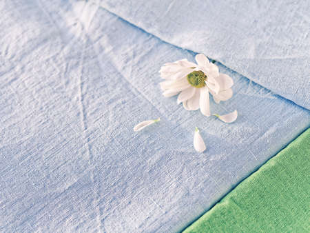 The flower of the white chrysanthemum is covered with a blue linen cloth. Several petals are...