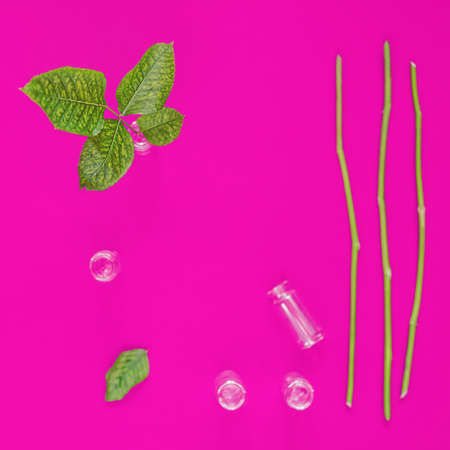 Glass vials with stems and leaves of plants are on a violet background. The use of plants for human health, the treatment of wounds, burns, cosmetic deficiencies, as well as aromatherapyの写真素材