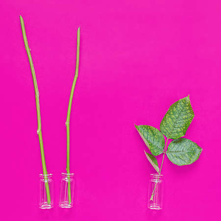 Glass vials with stems and leaves of plants are on a violet background. Reproduction of plants, selection of the best samples for planting in the ground. Use of plants for human healthの写真素材