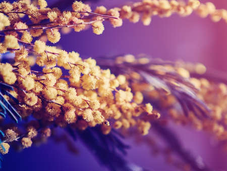 The branch of a blossoming mimosa is on a gradient yellow-violet backgroundの写真素材