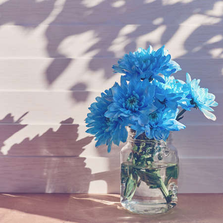 A bouquet of blue chrysanthemums or chamomiles with drops on petals is in a glass jar. White wooden backgroundの写真素材