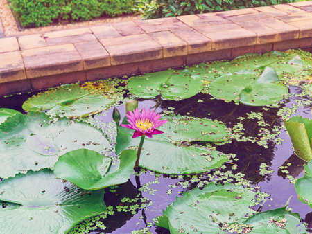 Lotus flower in a stone-walled garden pond