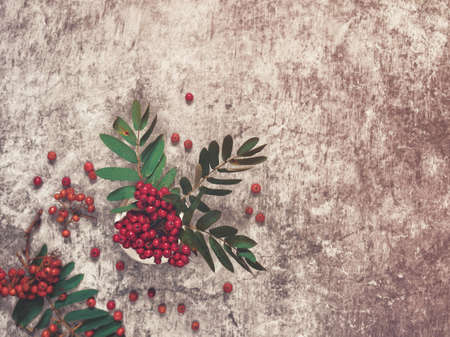 Rowan berries together with twigs and leaves are in a white bowl. Berries are scattered around. Background with scuffs and cracks. Flat lay, copy space.の写真素材