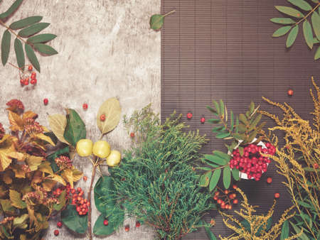 Autumn composition. Rowan branches, branches of apple trees with fruits, as well as other herbs and plants are on a cement background with scuffs and cracks and a black background from corrugated cardの写真素材