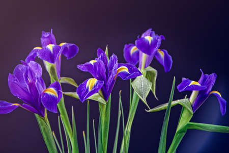 A bouquet of fresh irises is isolated on a black background. Drops of water are on the petals....
