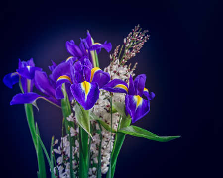 A bouquet of fresh irises is isolated on a black background. Drops of water are on the petals....