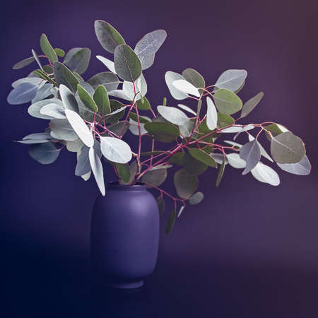 A branch of eucalyptus with fresh round leaves is in a vase and is isolated on a black background. Drops of water are on the leaves. Spring background.の写真素材