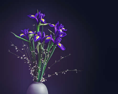 A bouquet of fresh irises is isolated on a black background. Drops of water are on the petals. Beautiful spring background.の写真素材