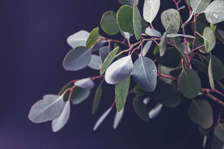 A branch of eucalyptus with fresh round leaves is in a vase and is isolated on a black background. Drops of water are on the leaves. Spring background.の写真素材