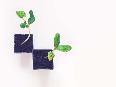 The seedling of the plant is in a container for growing and is ready for planting outside. Arbor day concept. White background. Copy space. Flat lay. Top view.の写真素材