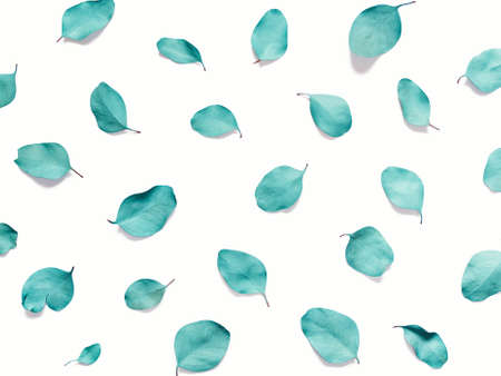 Composition of plant leaves. Dried and emerald colored eucalyptus leaves isolated on a white background. Top view. Flat lay.の写真素材