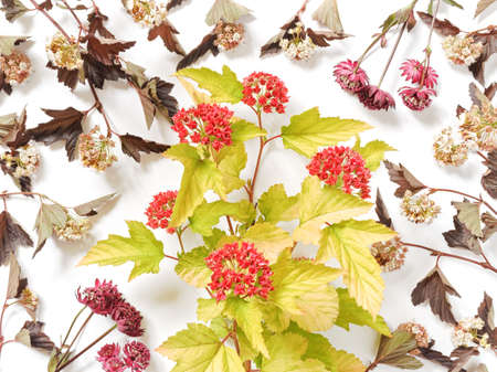 Floral layout of field and garden plants. Various summer and autumn flowers are on a white background. Flat lay.の写真素材