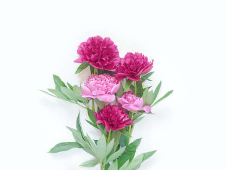 A bouquet of red and pink peonies is on a white background. Flower composition. Flat lay. Top view.の写真素材