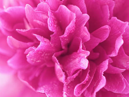 Macro image of a peony flower. Drops of water are at the tips of the petals. Shallow depth of field.の写真素材