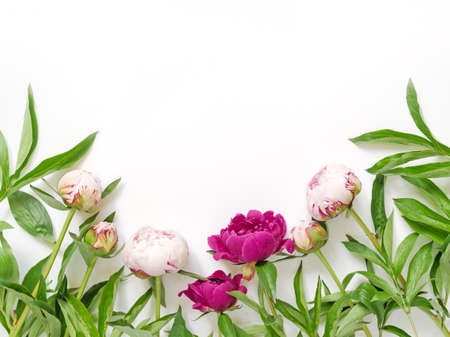 Flower composition. Fresh tender peonies with drops of water on the petals are on a white background. Flat lay. Top view. Copy space.の写真素材