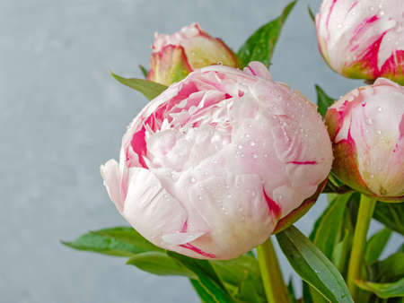 A bud of a pink and white peony is on a blue wooden background. On the petals of the flower are drops of water. Macro image.の写真素材