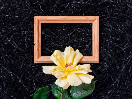 Flower composition. A yellow rose or rose hip flower is on the background of black paper shavings. Nearby is an empty wooden photo frame. Flat lay. Top view. Copy space.の写真素材