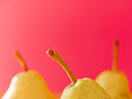 Ripe yellow-green pears are on a bright red background. Copy space.の写真素材