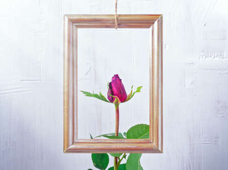 Flower composition. A rose of tiger color and a wooden golden photo frame are on a white jagged...