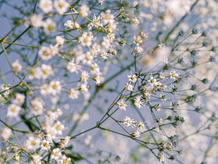 Flower composition. A close view of the white gypsophila flowers are on a blue background. Macro image. Shallow depth of field.の写真素材