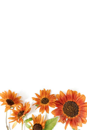 Floral layout for greeting card. Sunflowers isolated on white background. Festive autumn concept. Happy birthday, Thanksgiving. Flat lay. Top view. Copy space.の写真素材