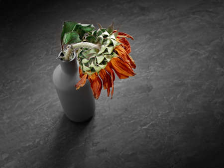 Autumn concept. A withered sunflower flower is in a bottle vase on a concrete surface. Isolated color. Shallow depth of field.の写真素材